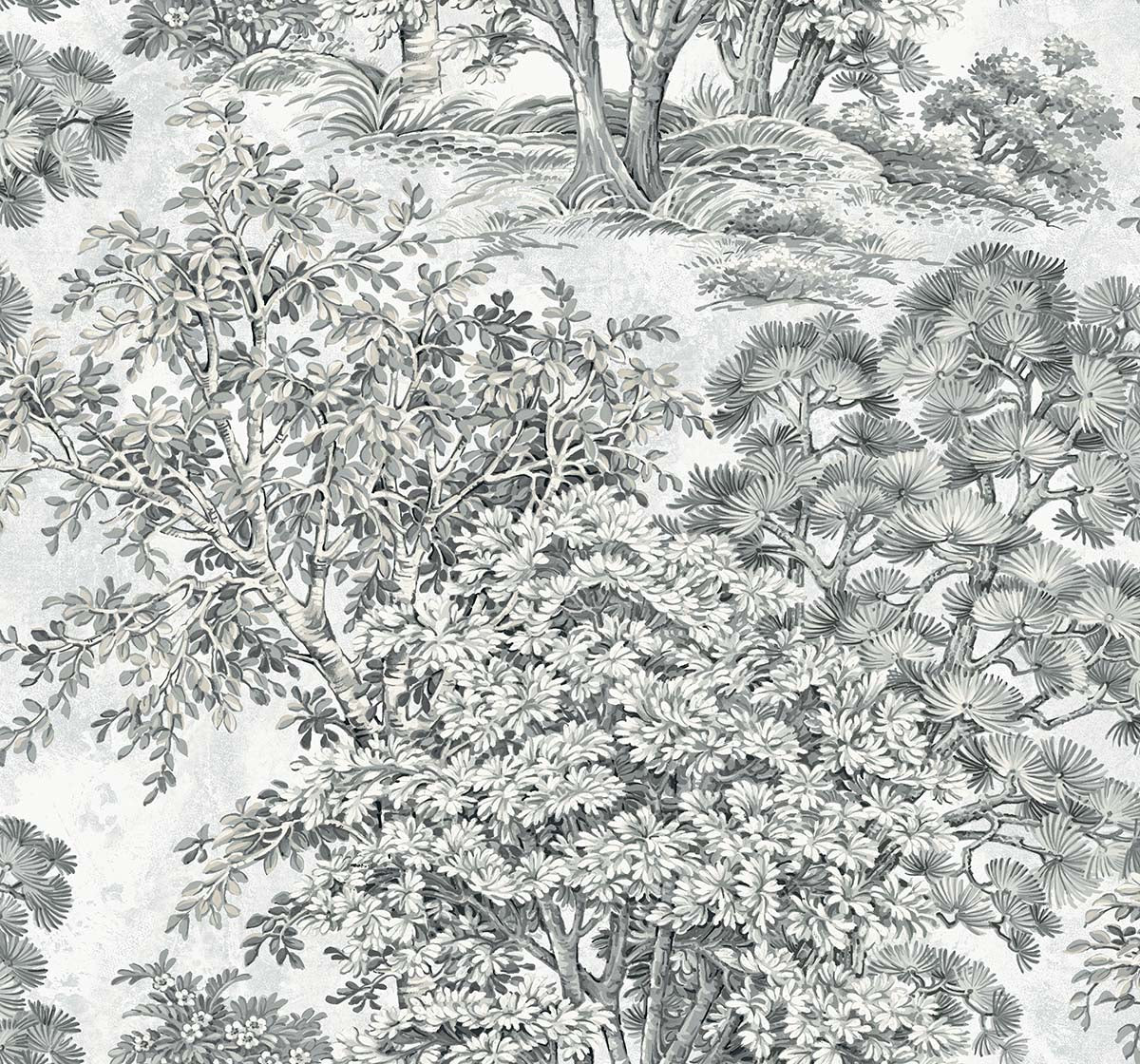 Majestic Trees - Pencil