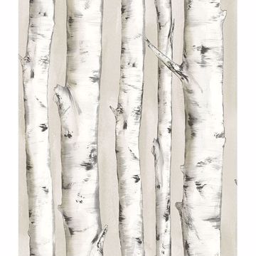 Pioneer Birch Tree