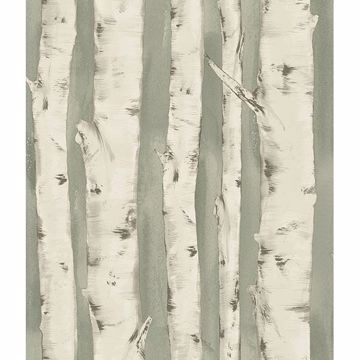 Pioneer Birch Tree