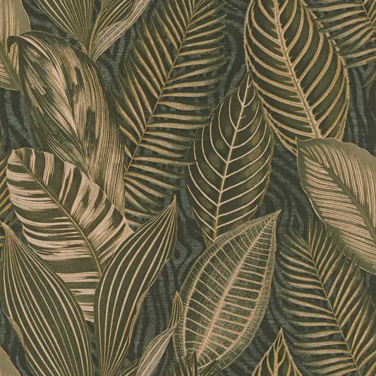 Acacius Tropical