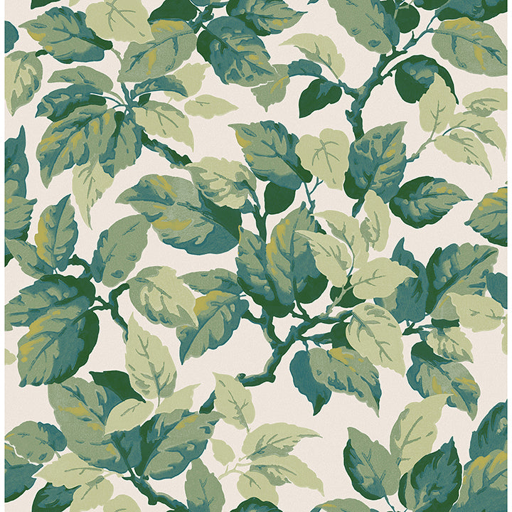 Canopy  Leaf